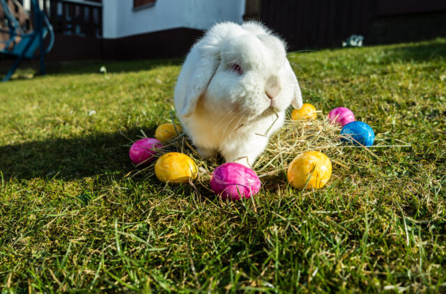 Easter bunny on grass surrounded by easter eggs